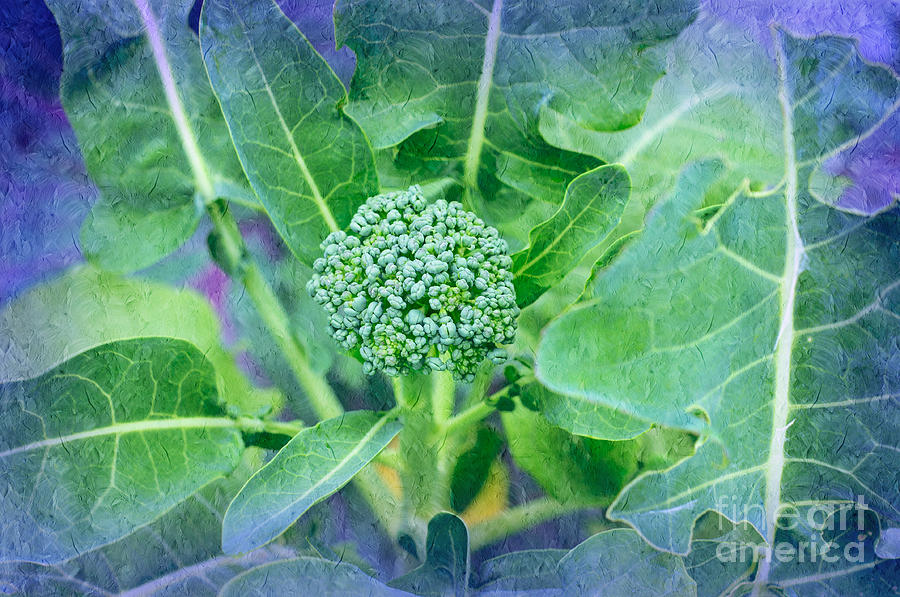 Broccoli Photograph - Baby Broccoli - Vegetable - Garden 2 by Andee Design