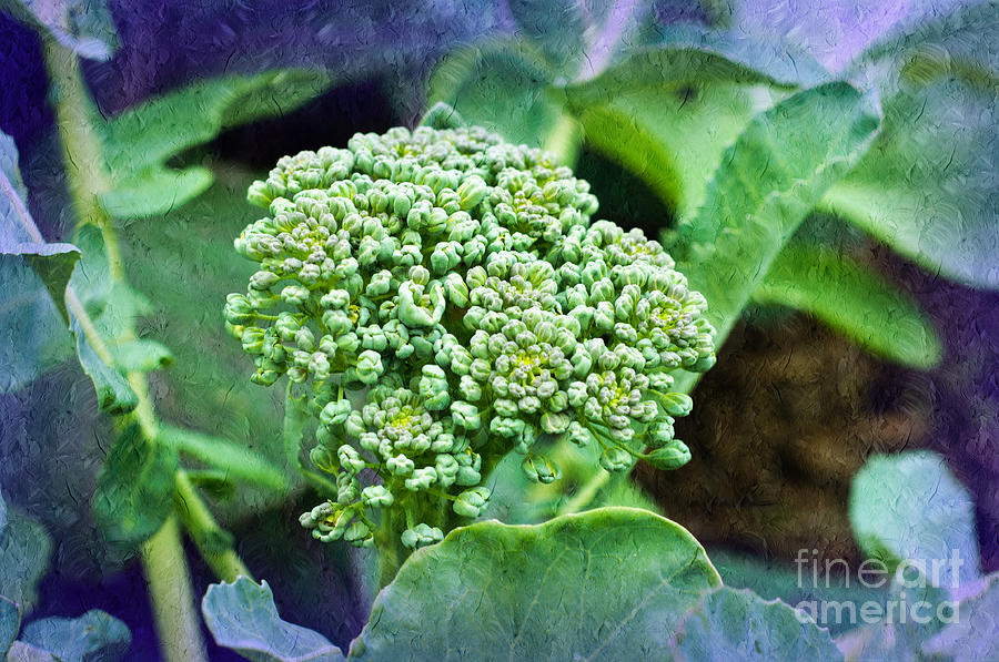 Baby Broccoli - Vegetable - Garden 3 Photograph by Andee Design