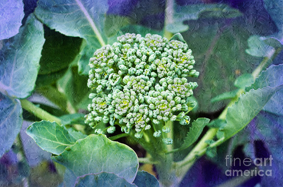 Baby Broccoli - Vegetable - Garden 4 Photograph by Andee Design