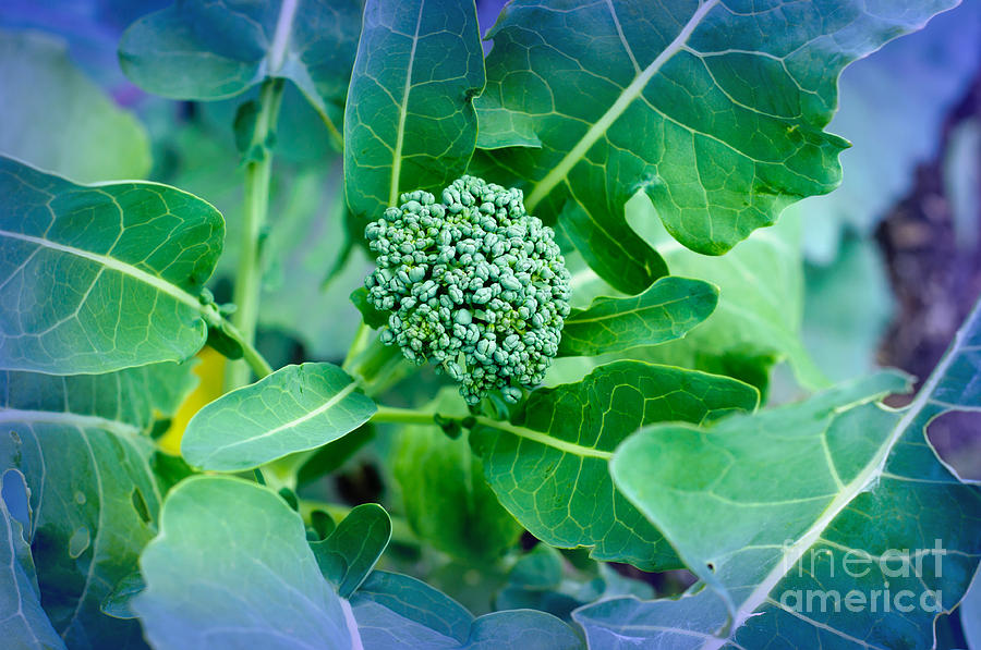 Broccoli Photograph - Baby Broccoli - Vegetable - Garden by Andee Design