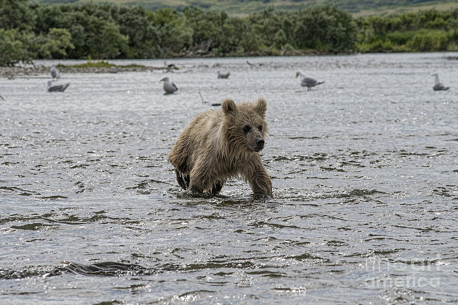 Baby brown bear cub in water Photograph by Dan Friend