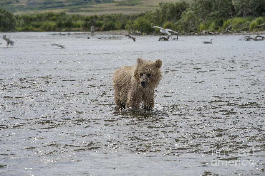 Baby brown bear cub lookiing around while standing in water Photograph by Dan Friend