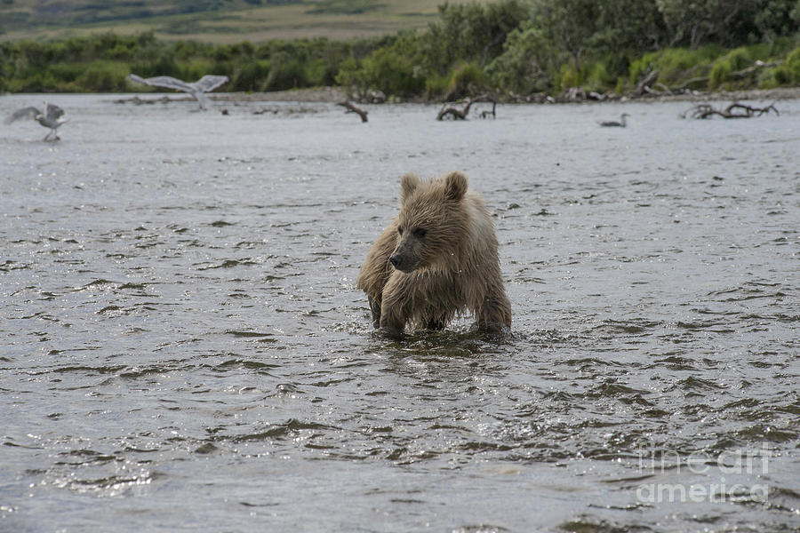 Baby brown bear cub looking at fish in water Photograph by Dan Friend