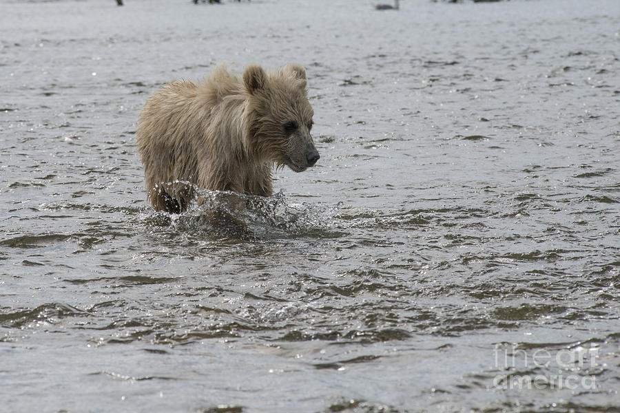 Baby brown bear cub splashing his way upstream Photograph by Dan Friend