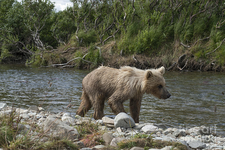 Baby brown bear cub walking along shore of Funnel Creek Photograph by Dan Friend