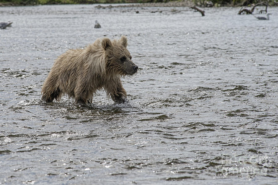 Baby brown bear cub walking in water Photograph by Dan Friend