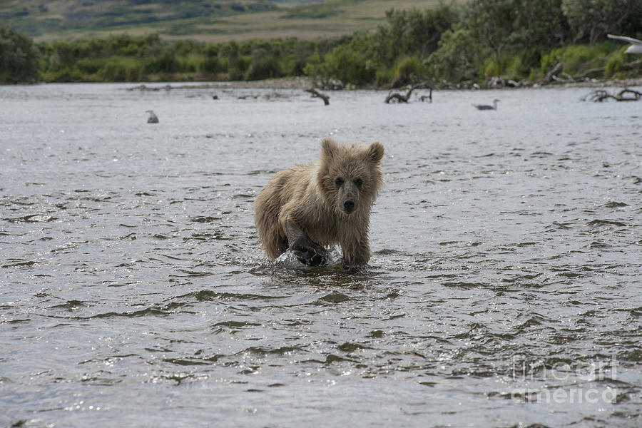 Baby brown bear cub walking upstream Photograph by Dan Friend