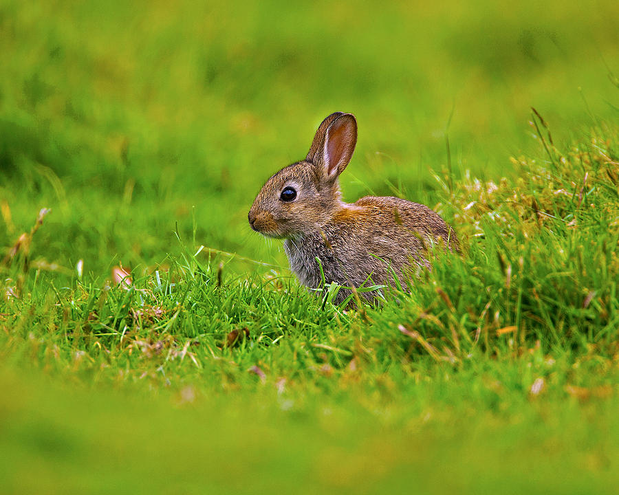 Mammal Photograph - Baby Brown Rabbit by Paul Scoullar