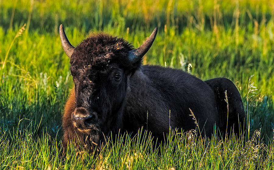 Baby Buffalo Photograph by Paul Freidlund