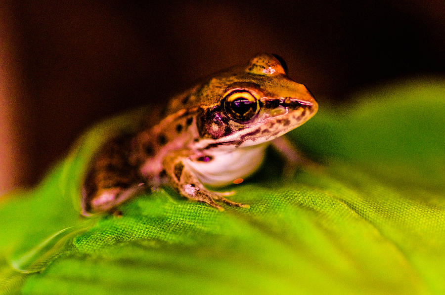 Baby bull frog Photograph by Gerald Kloss