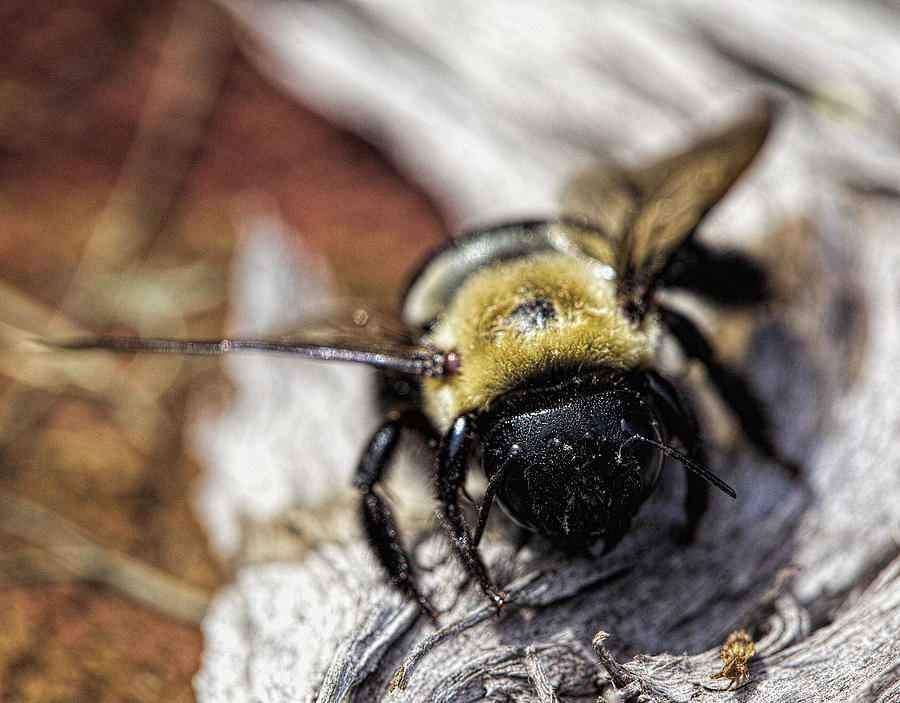 Baby Bumble Bee Photograph by John Crothers