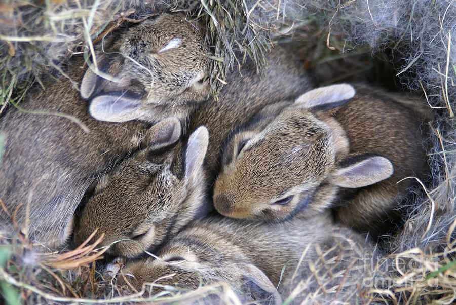 Baby Bunnies Huddled in Their Nest Photograph by SAJE Photography Pixels