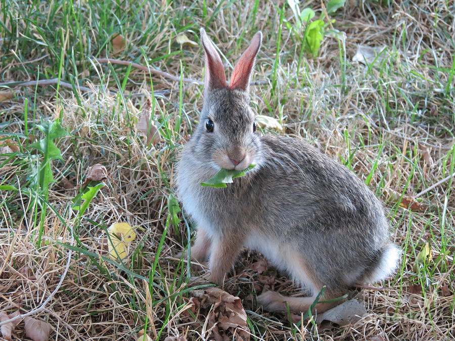 Nature Photograph - Baby Bunny Eating Dandelion #02 by Ausra Huntington nee Paulauskaite