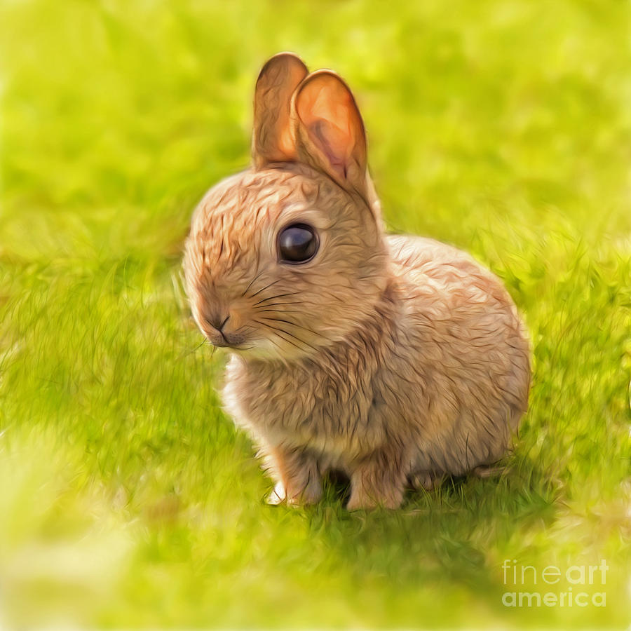 Baby Bunny Digital Art by Silvio Schoisswohl