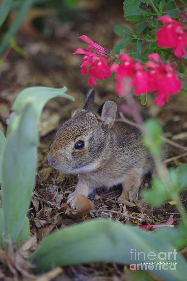 Baby Bunny Photograph by Tannis  Baldwin