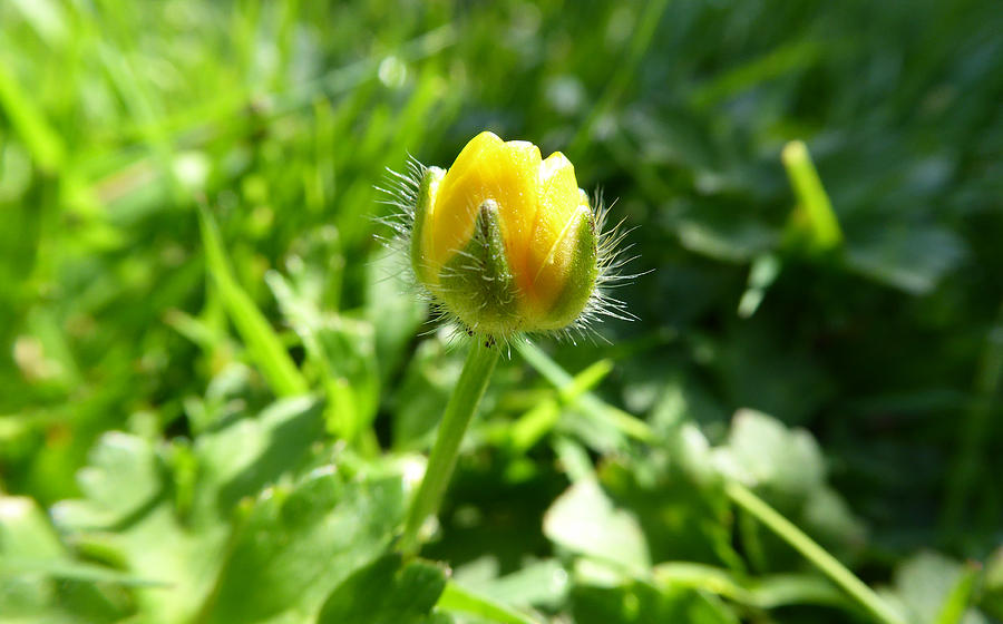 Baby Buttercup Photograph by Laurie Tsemak