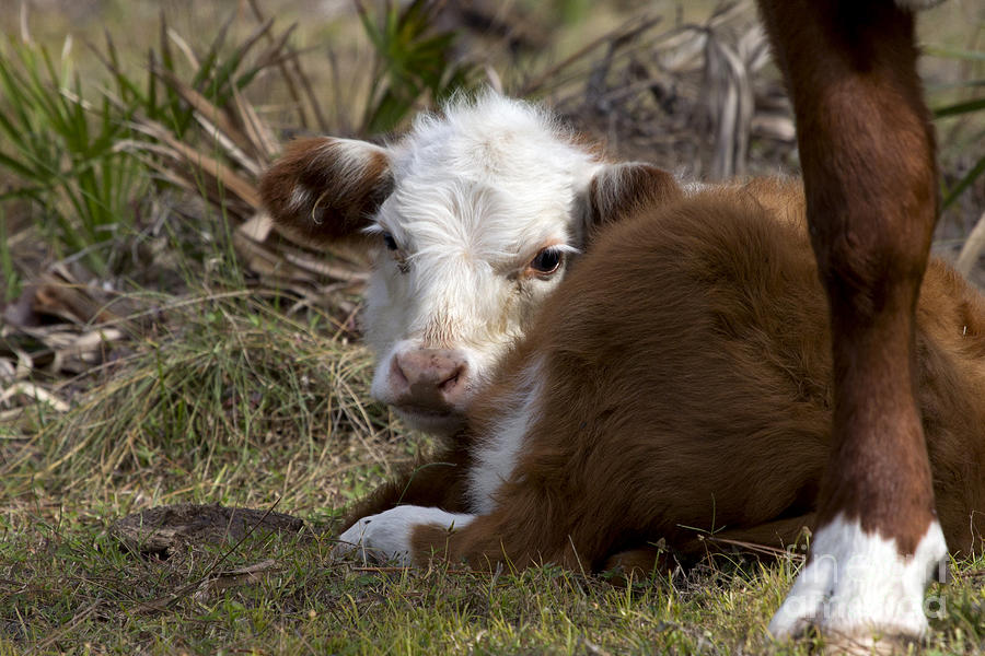 Nature Photograph - Baby Calf Photo by Meg Rousher