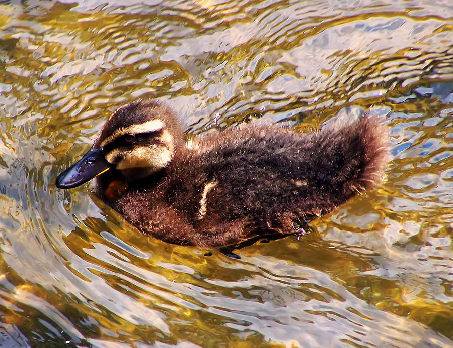 Baby Canadian Goose Photograph by Flees Photos