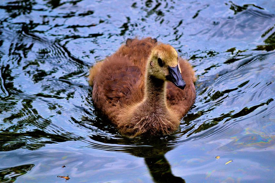 Baby Canadian Goose Photograph by Tara Potts