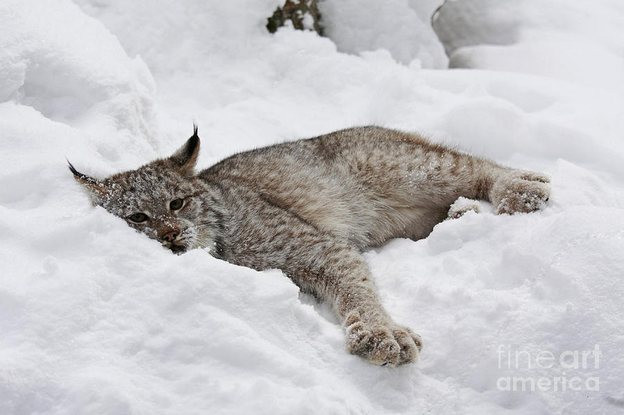 Winter Photograph - Baby Canadian Lynx Laying in the Snow by Inspired Nature Photography Fine Art Photography