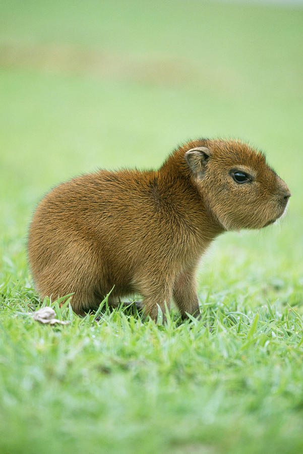 Baby Capybara Photograph by M. Watson