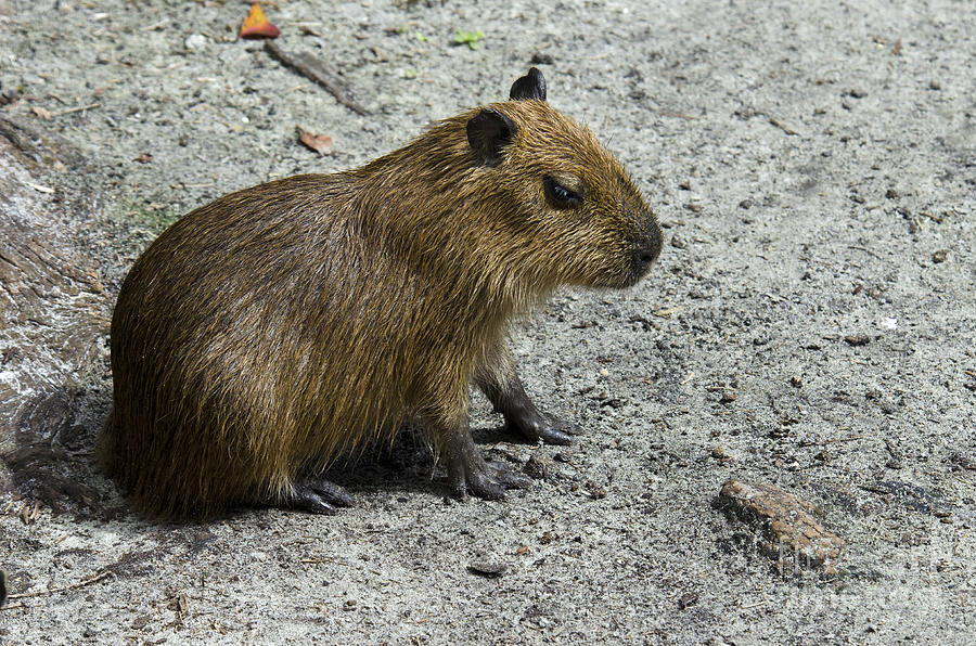 Baby Capybara Photograph by Mark Newman - Fine Art America