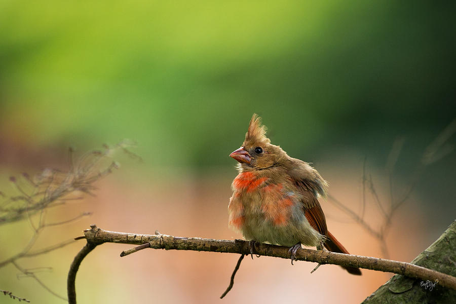 Baby Cardinal Photograph by Everet Regal