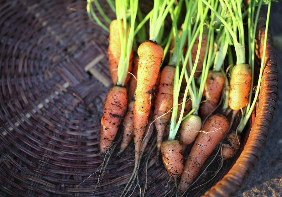 Baby Carrots Freshly Harvested From Photograph by Redmark