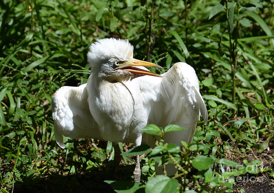 Baby Cattle Egret Photograph by Kathy Baccari