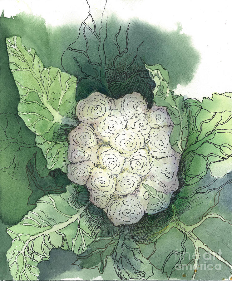 Vegetable Painting - Baby Cauliflower by Maria Hunt