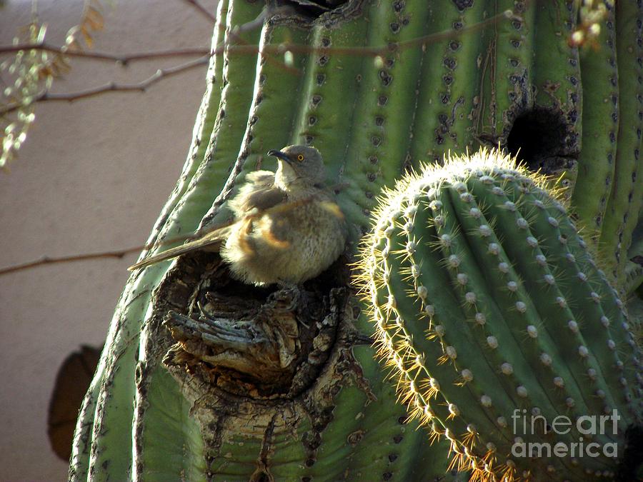 Baby Chick in Sahuaro Cactus Photograph by Jayne Kerr 