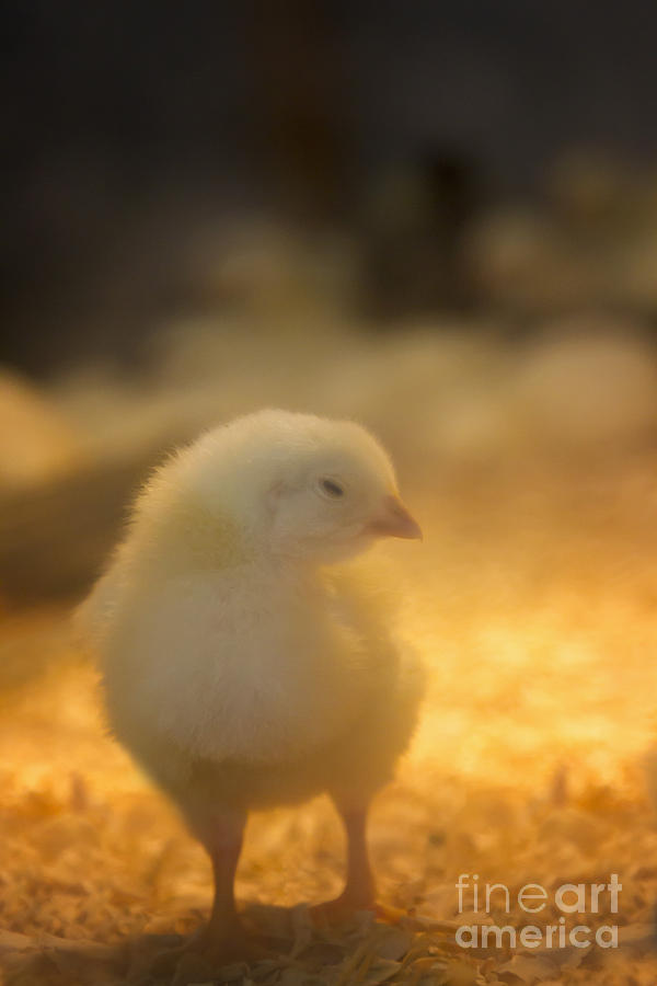 Baby Chick Photograph by Margie Hurwich