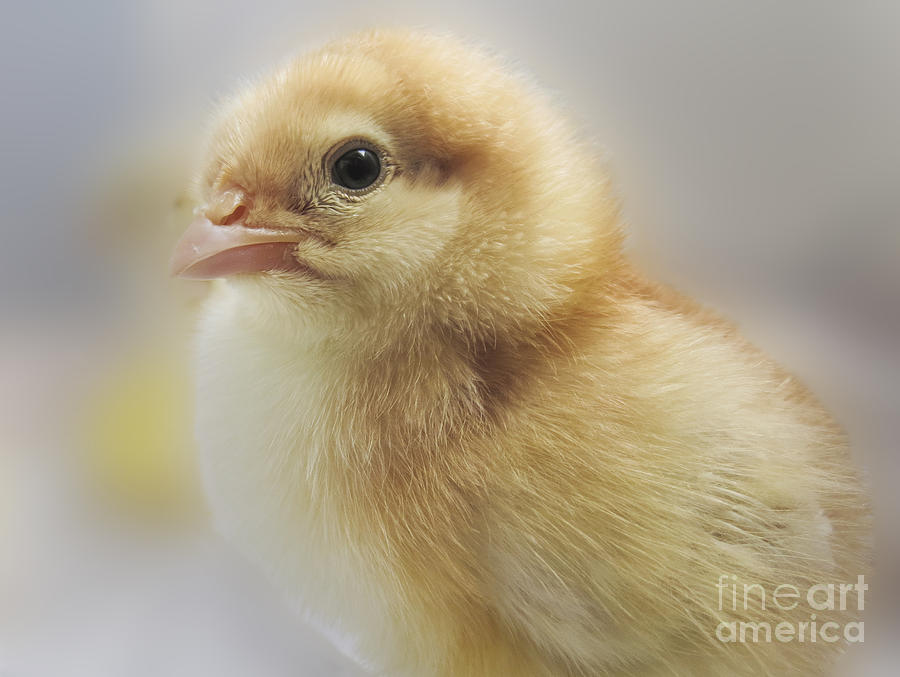 Chicken Photograph - Baby chicken by Darleen Stry