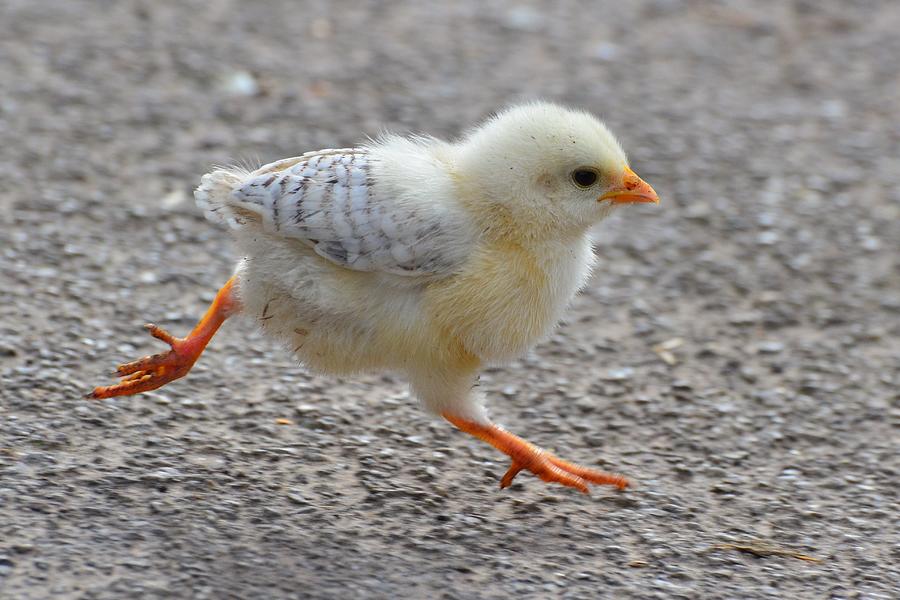 Baby Chicken running Photograph by Darren Moston