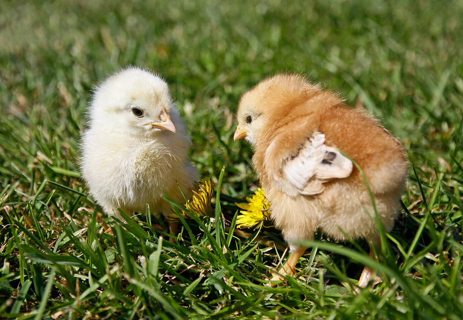 Chicken Photograph - Baby Chicks by Athena Mckinzie