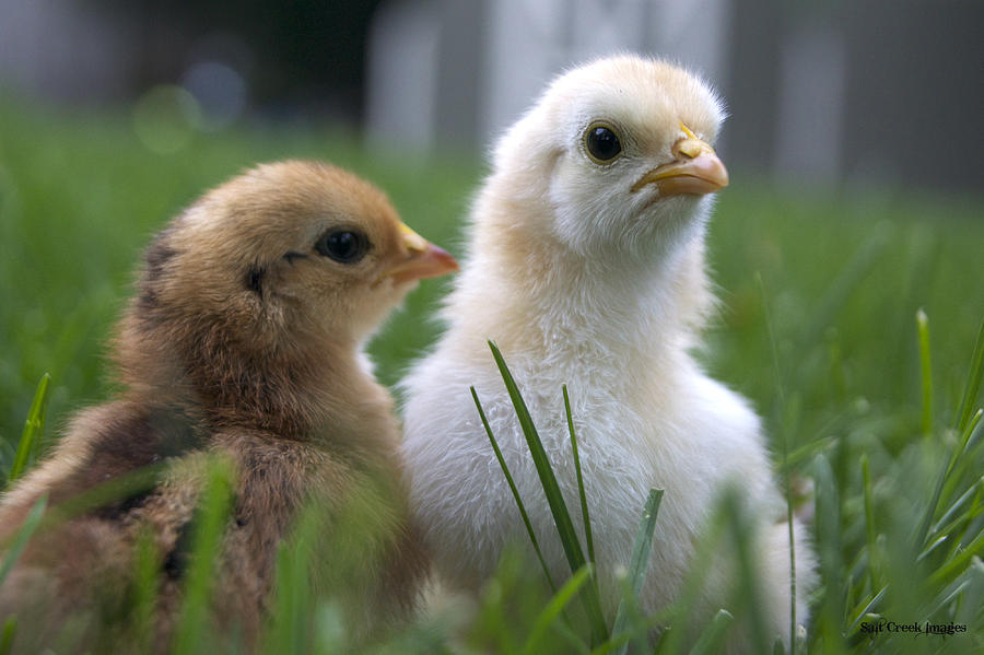 Nature Photograph - Baby Chicks by Cecily Vermote