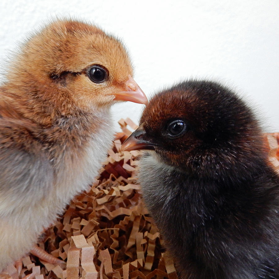 Baby Chicks Photograph by Pamela Walton