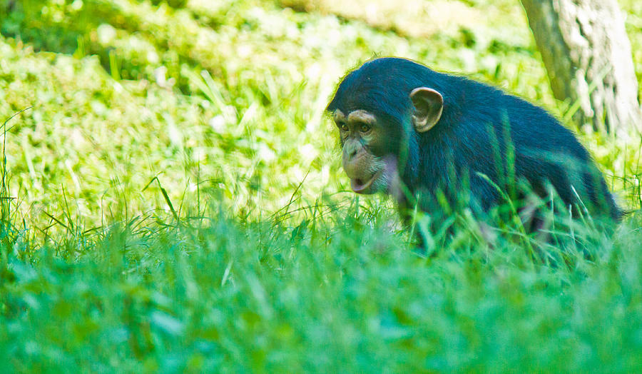 Baby Chimp in the Grass Photograph by Jonny D
