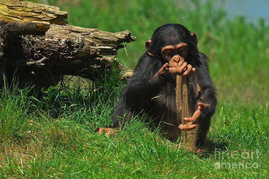 Baby chimp playing with sand Photograph by Nick  Biemans