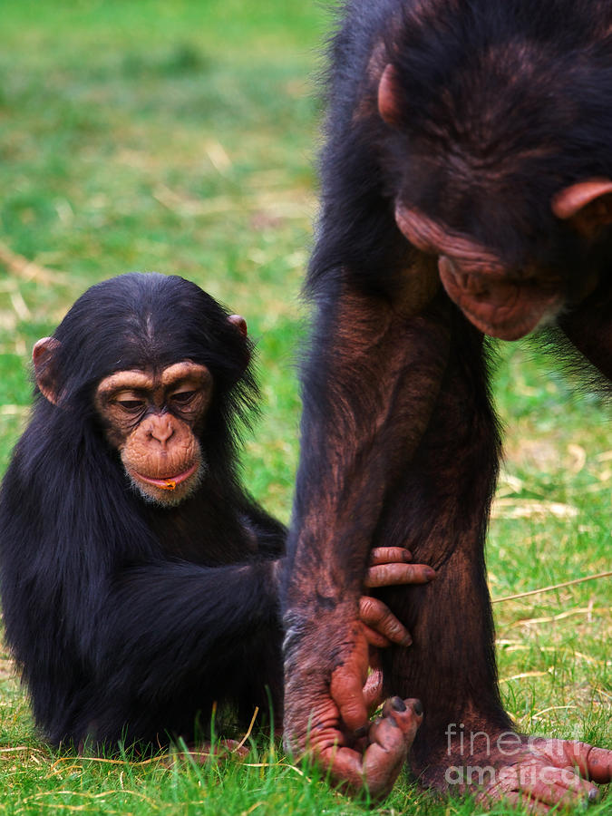 Wildlife Photograph - Baby chimp with mother by Nick  Biemans