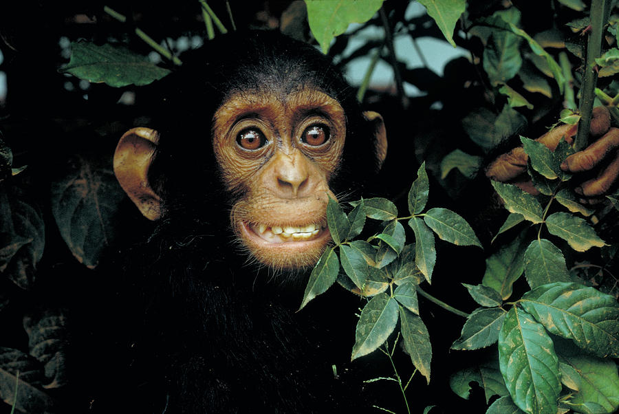 Baby Chimpanzee Photograph by George Holton