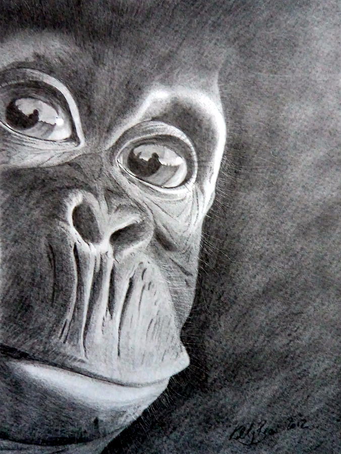 amazing chimpanzee drawing