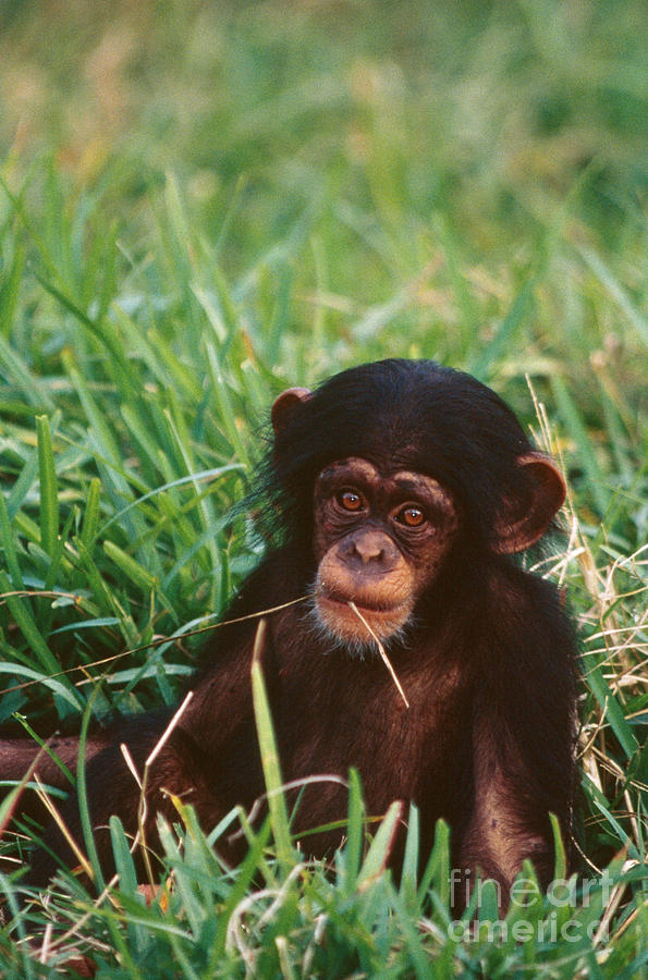 Chimpanzee Photograph - Baby Chimpanzee by Mark Newman