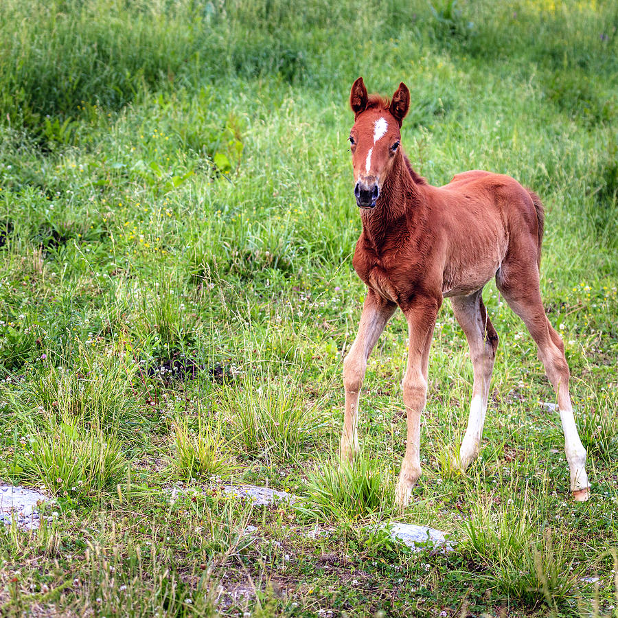 Baby colt Photograph by Alexey Stiop