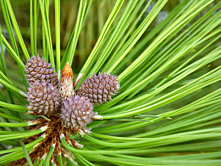 Baby Cones Photograph By Robert Vanderwal - Fine Art America