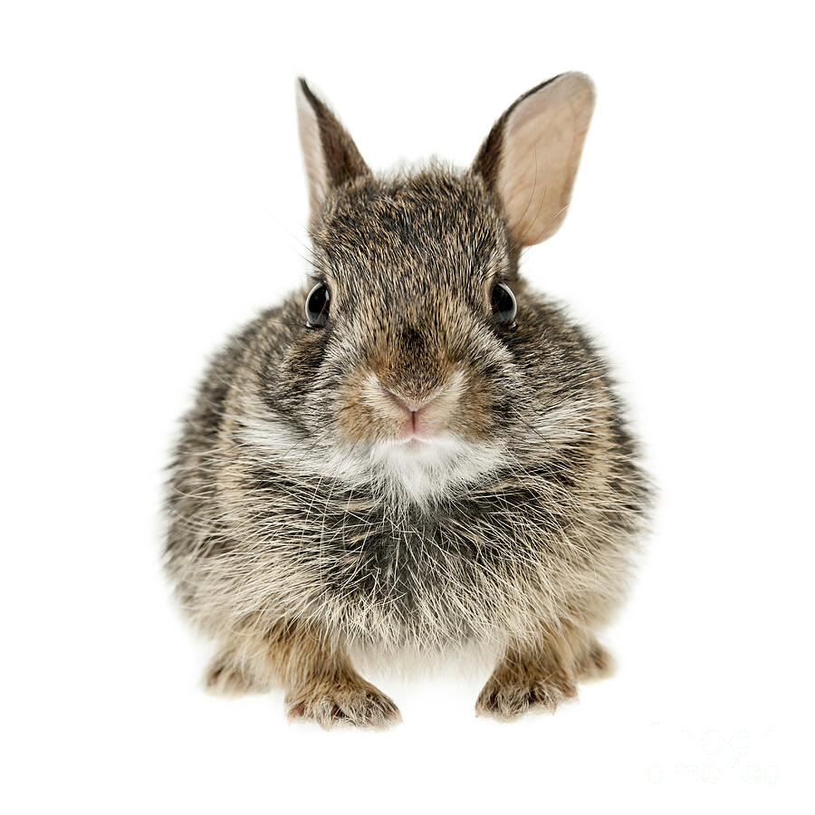 Baby cottontail bunny rabbit 3 Photograph by Elena Elisseeva