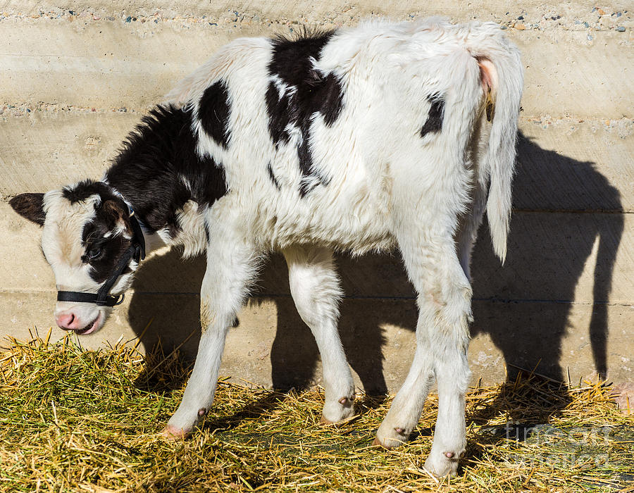 Baby Cow Eats Lunch in the Sun Photograph by Gary Whitton