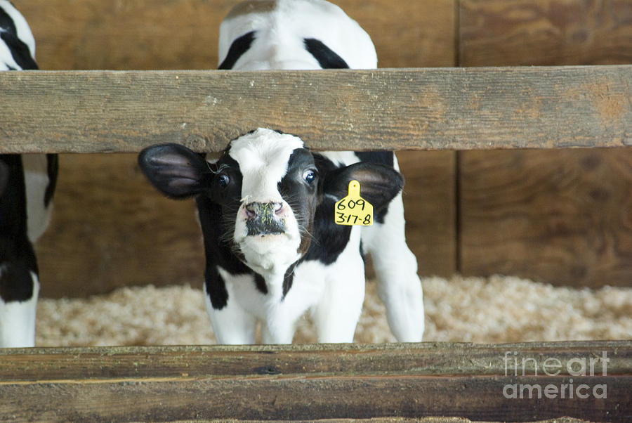Baby Cow Photograph by Louise Magno