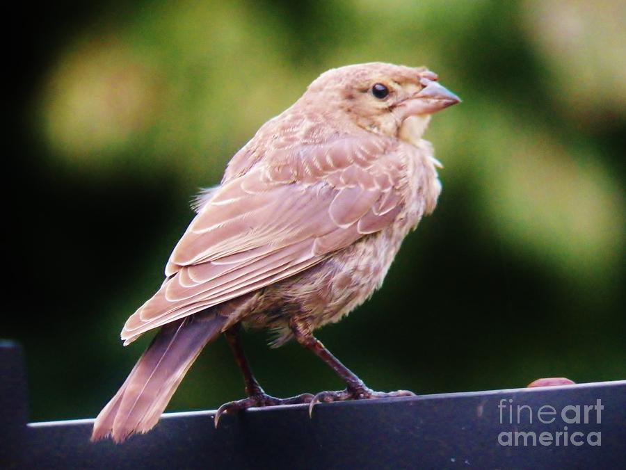 Baby Cowbird 2 Photograph by Judy Via-Wolff