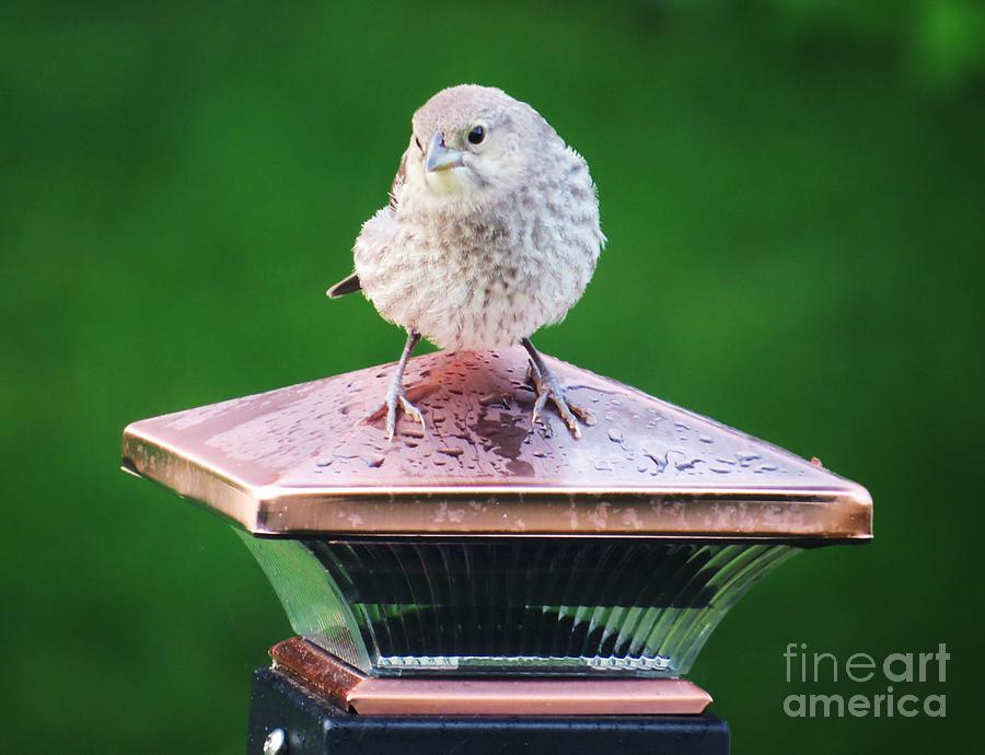 Baby Cowbird Photograph by Judy Via-Wolff